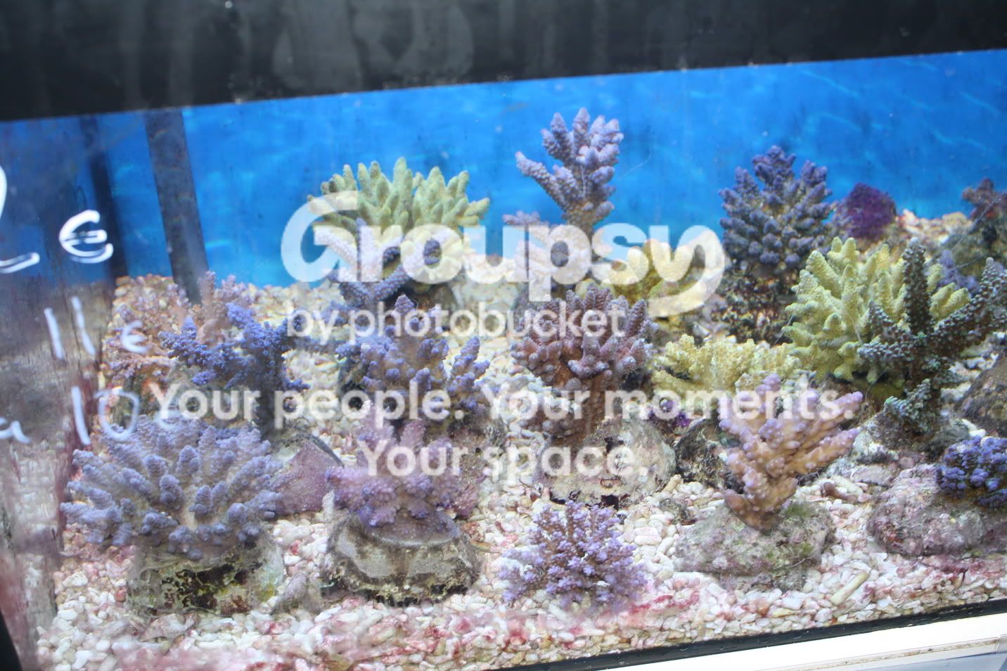 [TodoMarino.com] Fotossssss Acuario Ramses  1