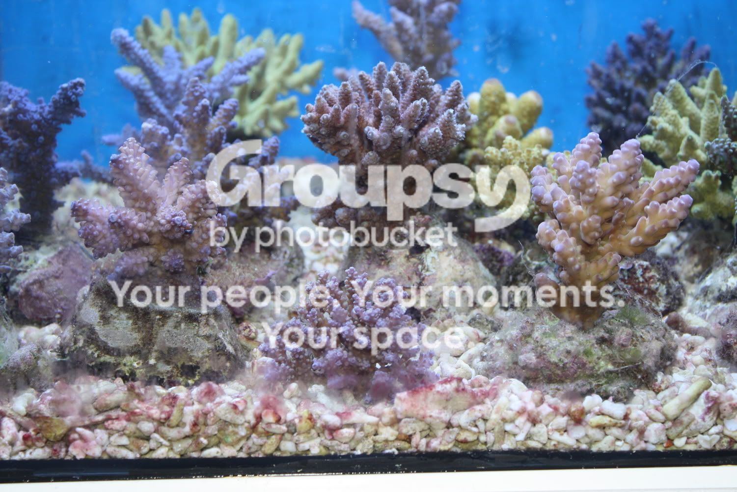 [TodoMarino.com] Fotossssss Acuario Ramses  1