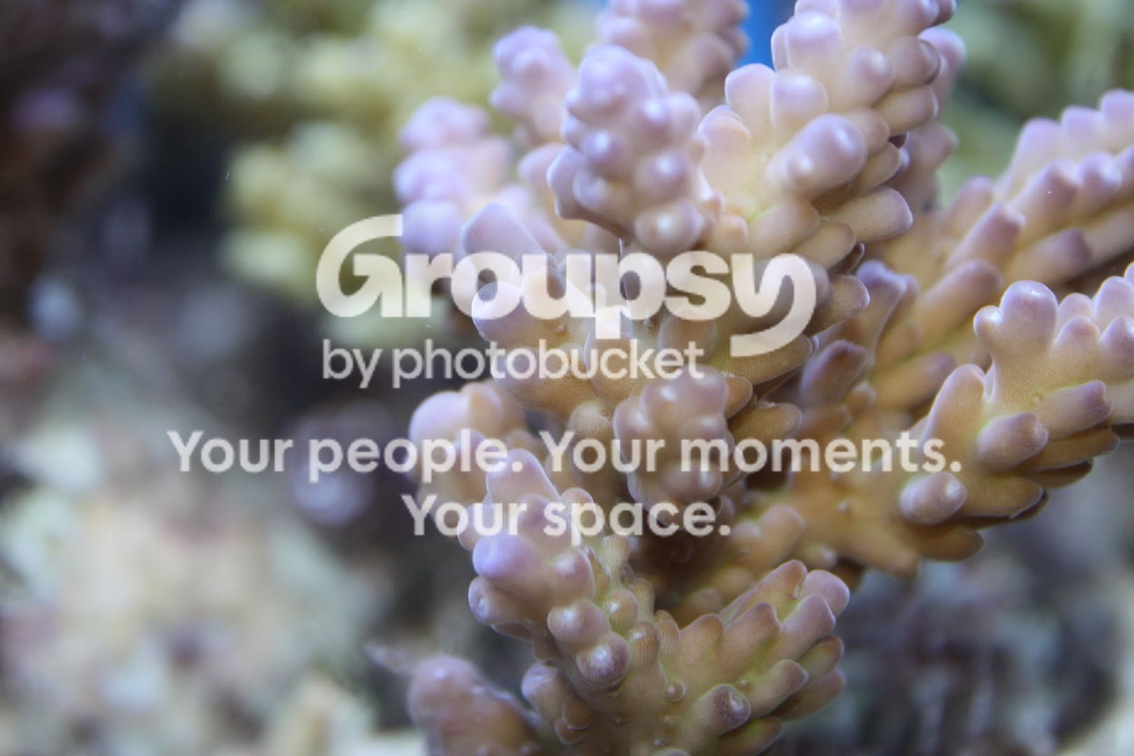 [TodoMarino.com] Fotossssss Acuario Ramses  1