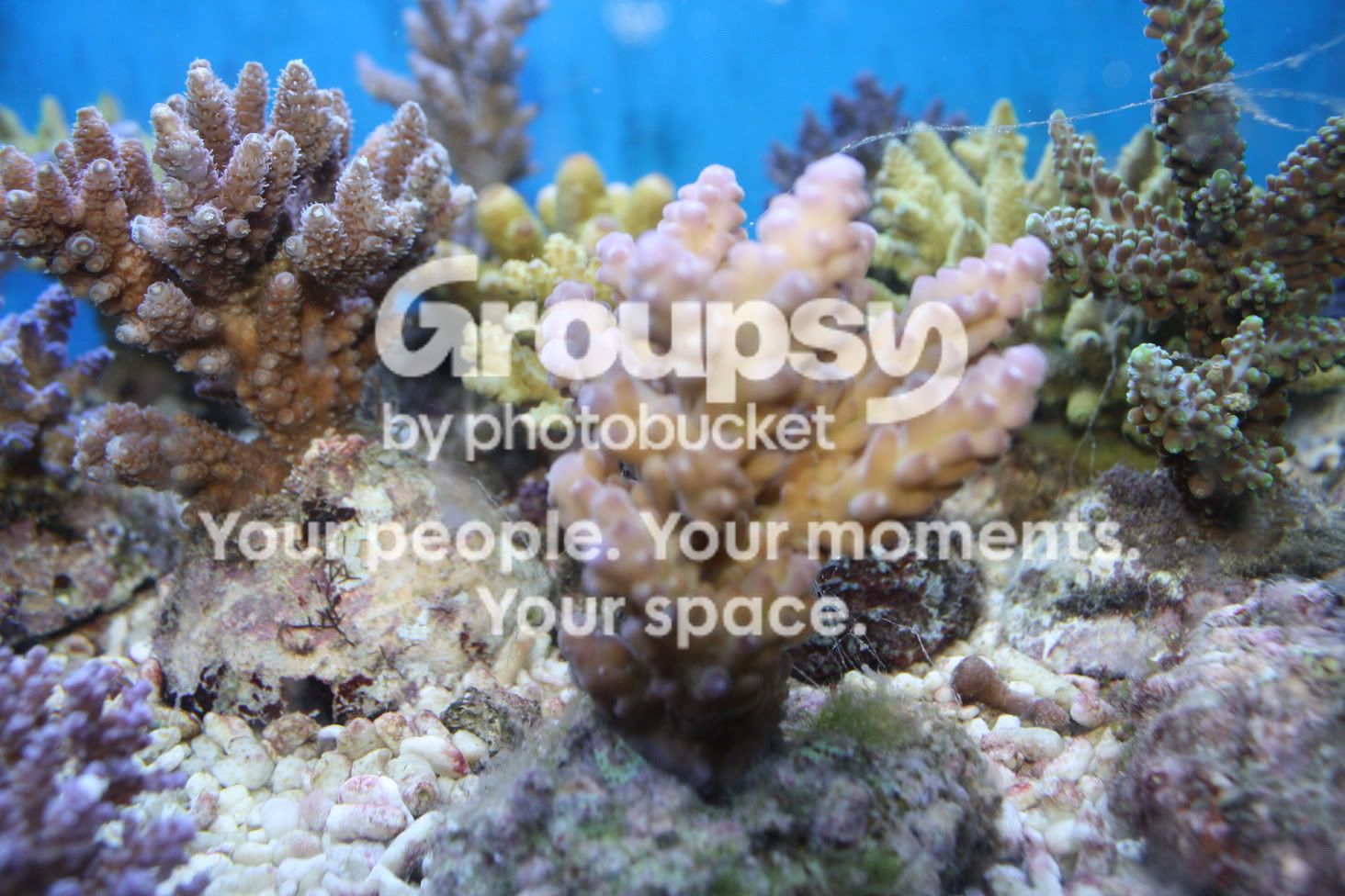 [TodoMarino.com] Fotossssss Acuario Ramses  1