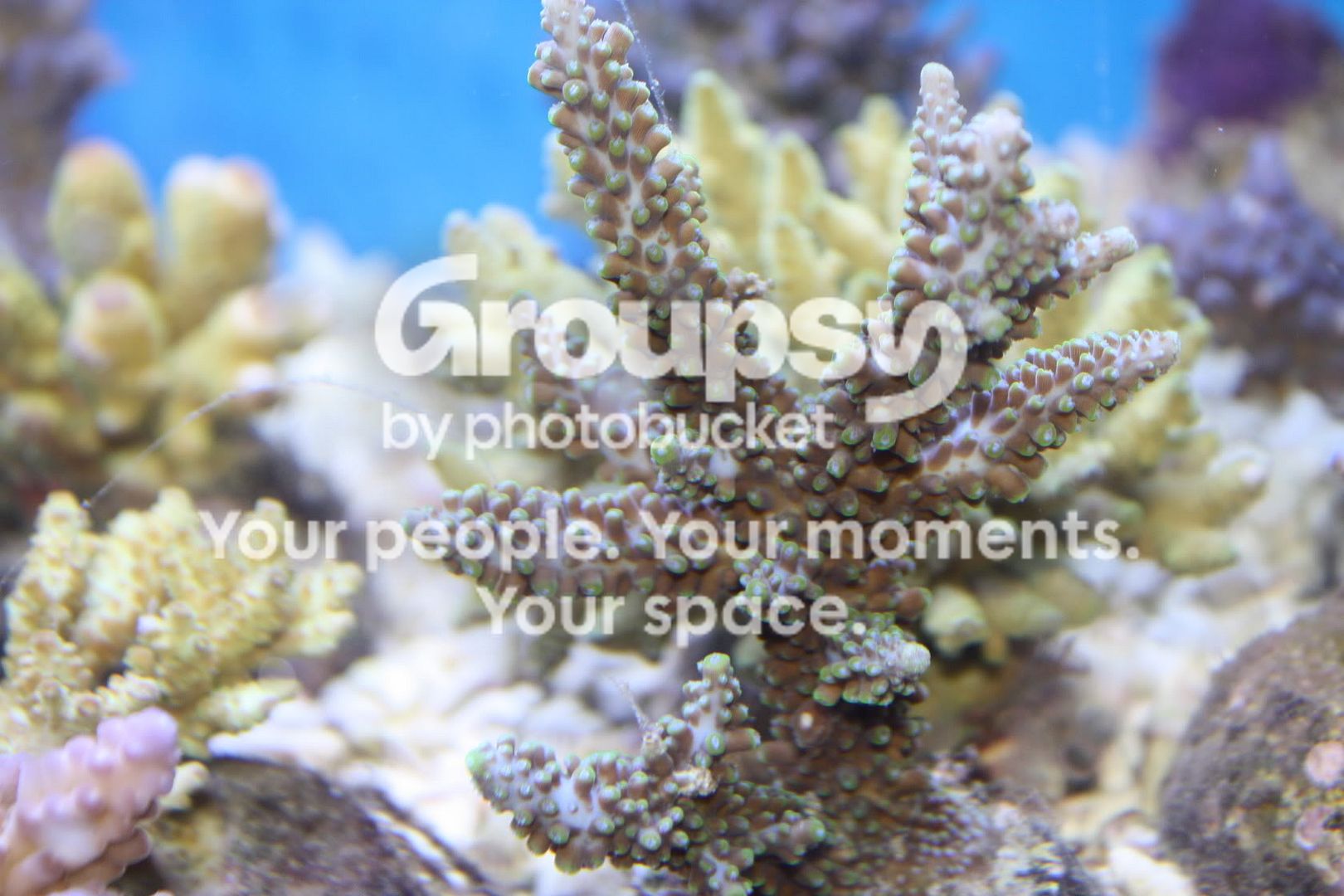 [TodoMarino.com] Fotossssss Acuario Ramses  1