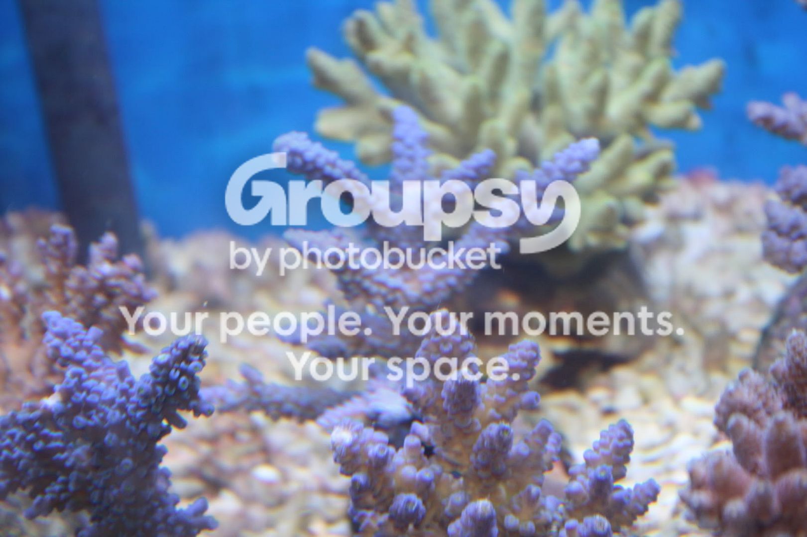 [TodoMarino.com] Fotossssss Acuario Ramses  1
