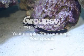 [TodoMarino.com] Veniba´s Reef