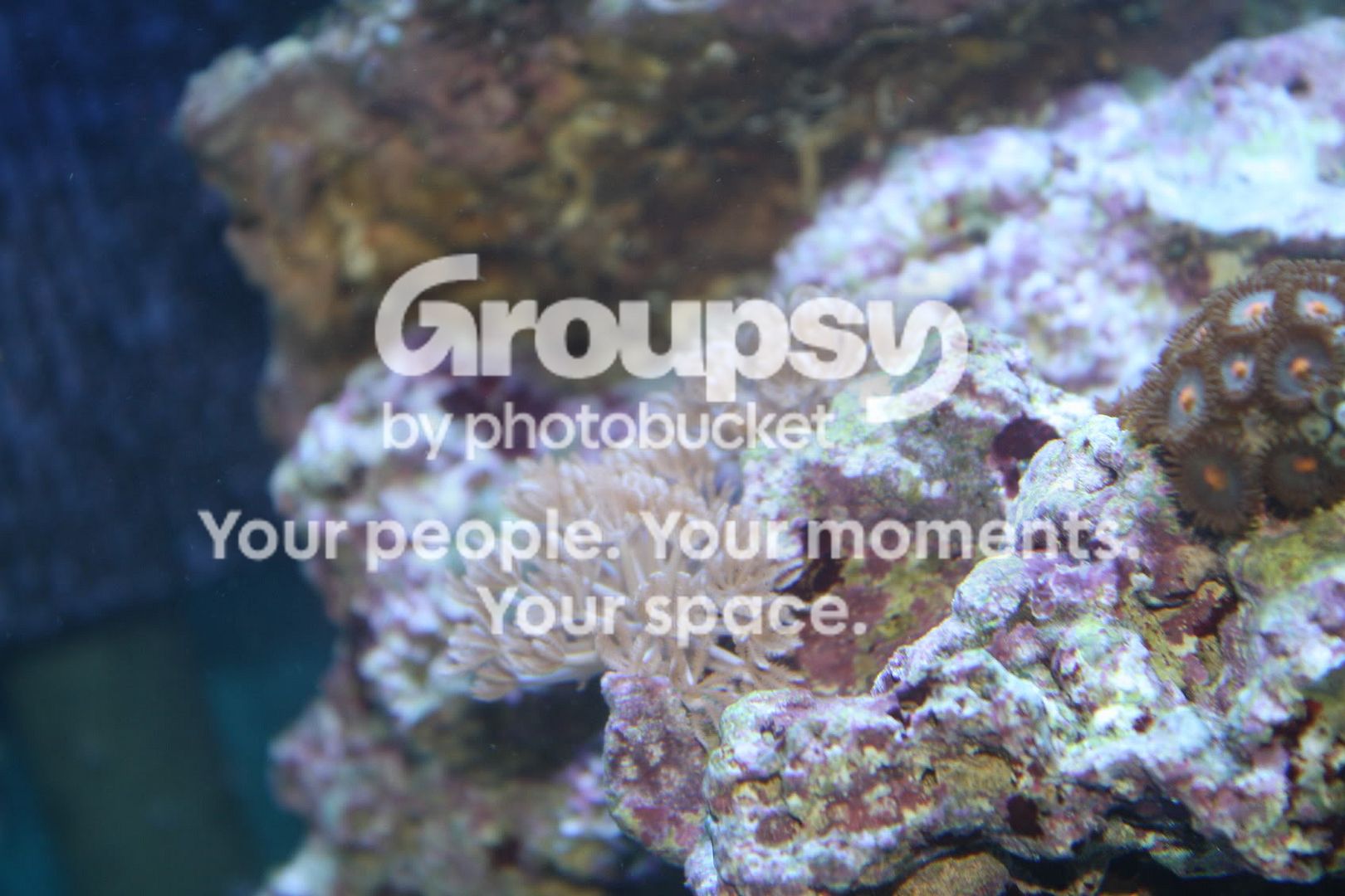 [TodoMarino.com] Veniba´s Reef